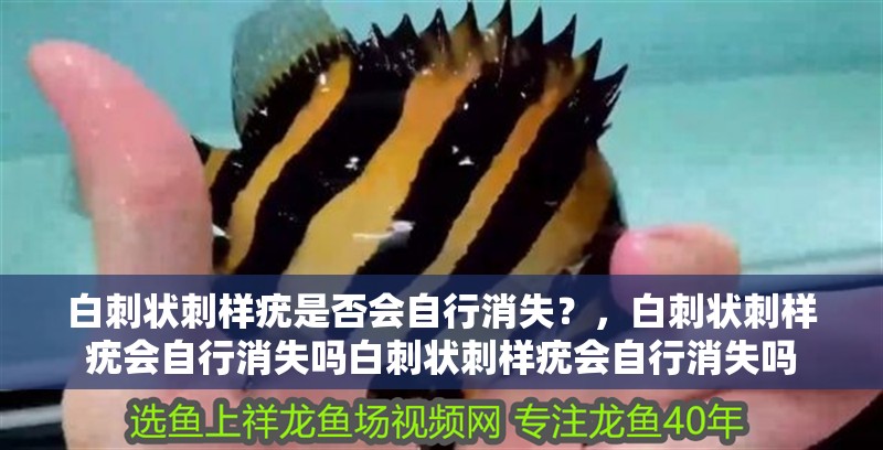 白刺狀刺樣疣是否會自行消失？，白刺狀刺樣疣會自行消失嗎白刺狀刺樣疣會自行消失嗎