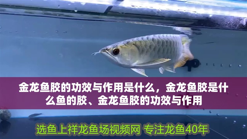 金龍魚膠的功效與作用是什么，金龍魚膠是什么魚的膠、金龍魚膠的功效與作用