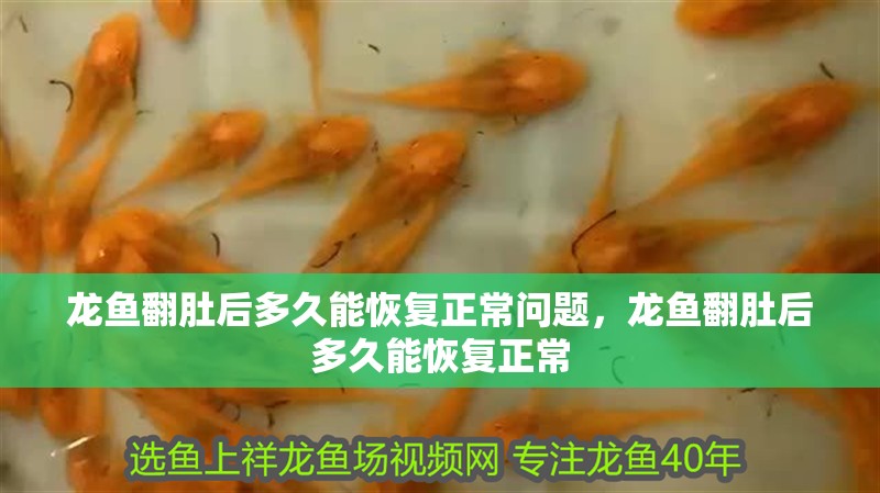 龍魚翻肚后多久能恢復(fù)正常問(wèn)題，龍魚翻肚后多久能恢復(fù)正常