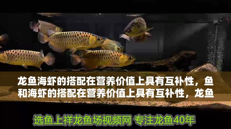 龍魚海蝦的搭配在營養(yǎng)價值上具有互補性，魚和海蝦的搭配在營養(yǎng)價值上具有互補性，龍魚和海蝦的搭配禁忌