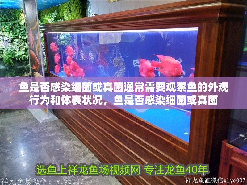 魚是否感染細菌或真菌通常需要觀察魚的外觀行為和體表狀況，魚是否感染細菌或真菌