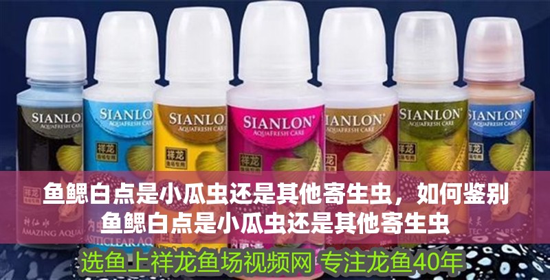 魚鰓白點是小瓜蟲還是其他寄生蟲，如何鑒別魚鰓白點是小瓜蟲還是其他寄生蟲