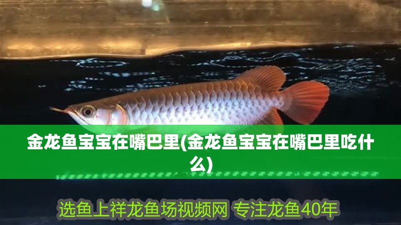 金龍魚寶寶在嘴巴里(金龍魚寶寶在嘴巴里吃什么)