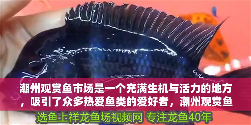 潮州觀賞魚市場是一個充滿生機與活力的地方，吸引了眾多熱愛魚類的愛好者，潮州觀賞魚市場