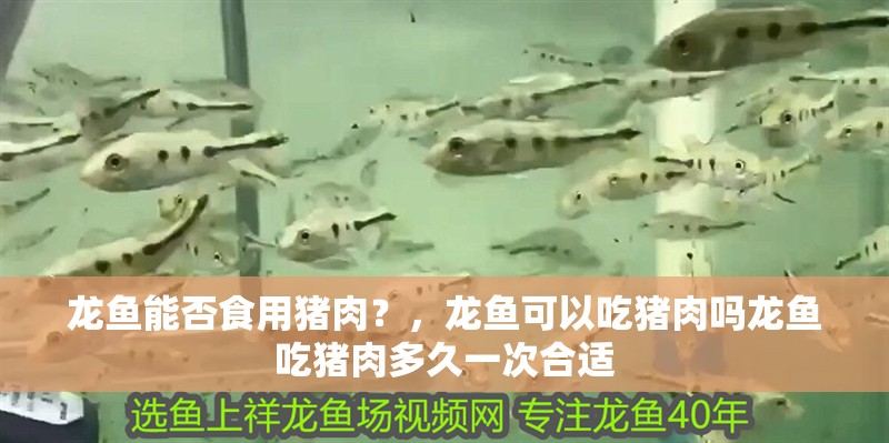 龍魚能否食用豬肉？，龍魚可以吃豬肉嗎龍魚吃豬肉多久一次合適