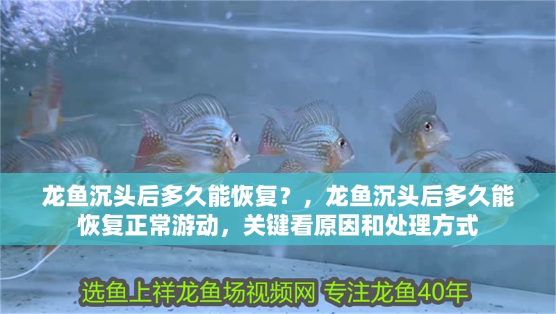 龍魚(yú)沉頭后多久能恢復(fù)？，龍魚(yú)沉頭后多久能恢復(fù)正常游動(dòng)，關(guān)鍵看原因和處理方式