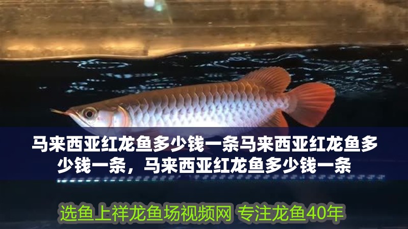 馬來西亞紅龍魚多少錢一條馬來西亞紅龍魚多少錢一條，馬來西亞紅龍魚多少錢一條
