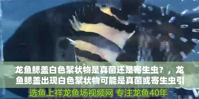 龍魚鰓蓋白色絮狀物是真菌還是寄生蟲？，龍魚鰓蓋出現白色絮狀物可能是真菌或寄生蟲引起的