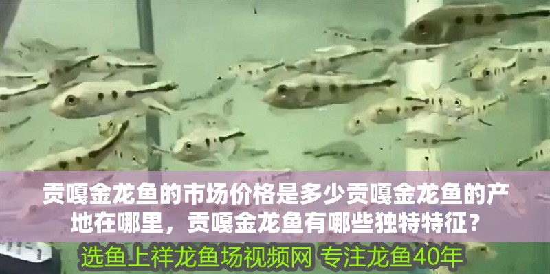貢嘎金龍魚的市場價格是多少貢嘎金龍魚的產地在哪里，貢嘎金龍魚有哪些獨特特征？