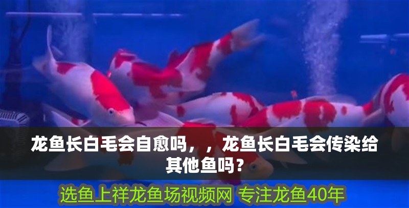 龍魚長白毛會自愈嗎，，龍魚長白毛會傳染給其他魚嗎？