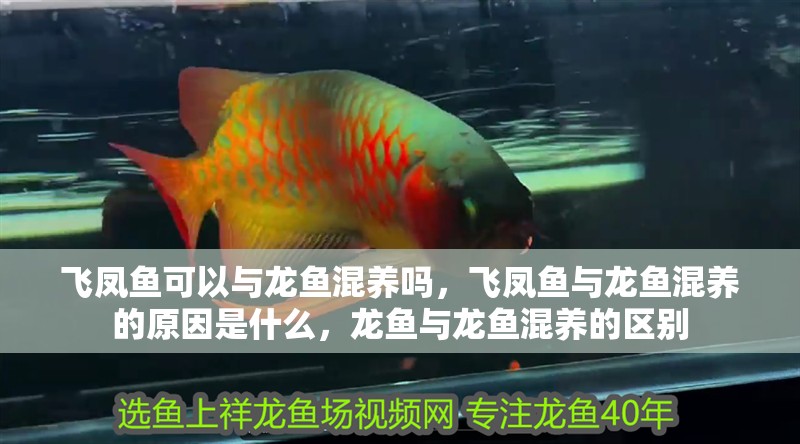 飛鳳魚可以與龍魚混養嗎，飛鳳魚與龍魚混養的原因是什么，龍魚與龍魚混養的區別
