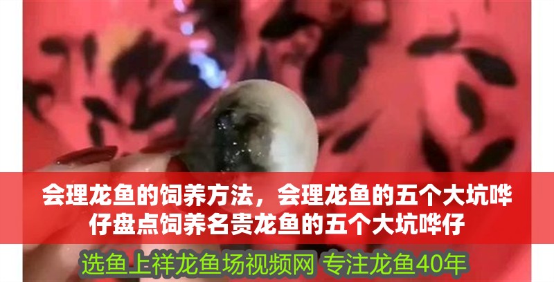 會理龍魚的飼養方法，會理龍魚的五個大坑嘩仔盤點飼養名貴龍魚的五個大坑嘩仔