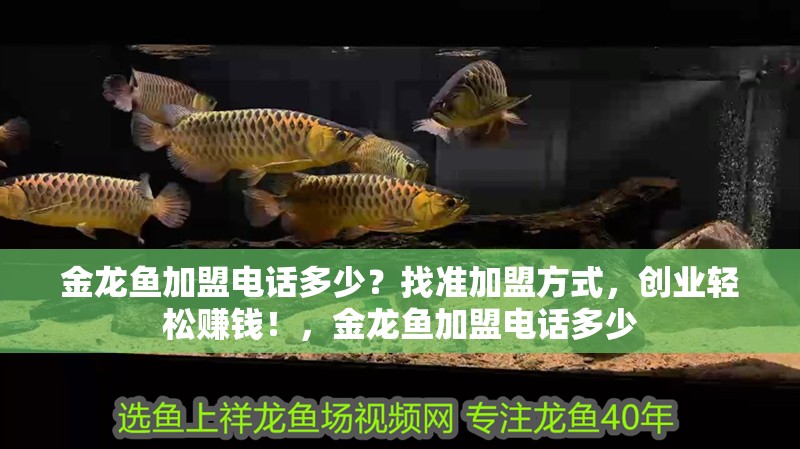 金龍魚加盟電話多少？找準加盟方式，創業輕松賺錢！，金龍魚加盟電話多少