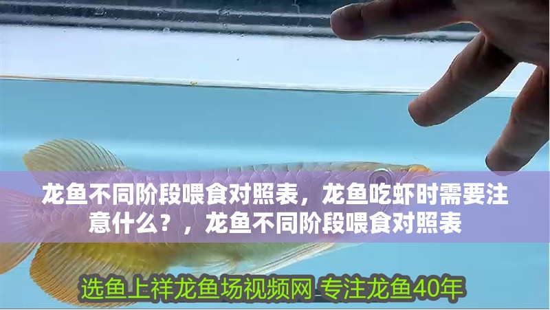 龍魚不同階段喂食對照表，龍魚吃蝦時需要注意什么？，龍魚不同階段喂食對照表