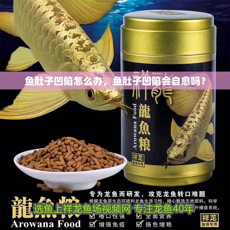 魚肚子凹陷怎么辦，魚肚子凹陷會自愈嗎？