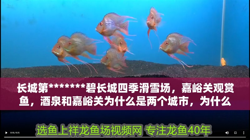 長城第*******碧長城四季滑雪場，嘉峪關(guān)觀賞魚，酒泉和嘉峪關(guān)為什么是兩個城市，為什么是兩個城市 長城第*******碧長城四季滑雪場，嘉峪關(guān)觀賞魚，酒泉和嘉峪關(guān)為什么是兩個城市，為什么是兩個城市 觀賞魚百科 第1張