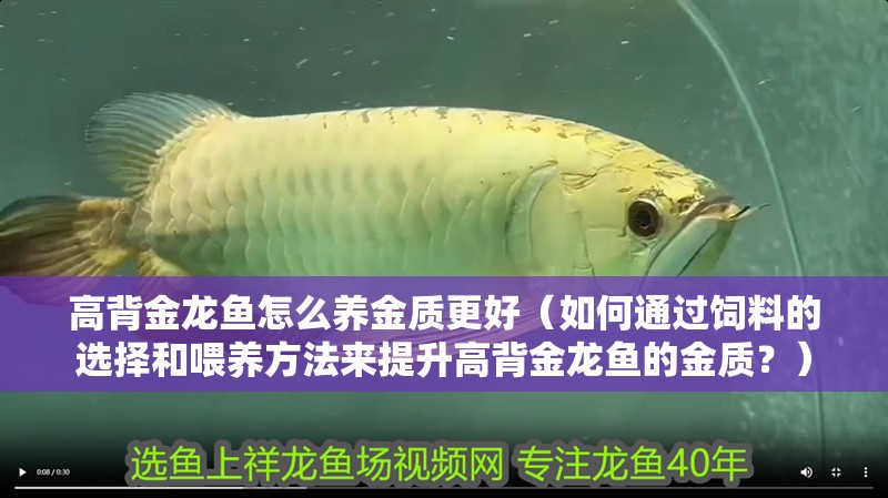 高背金龍魚怎么養(yǎng)金質(zhì)更好（如何通過飼料的選擇和喂養(yǎng)方法來提升高背金龍魚的金質(zhì)？）