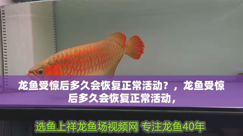 龍魚受驚后多久會恢復正常活動？，龍魚受驚后多久會恢復正常活動，