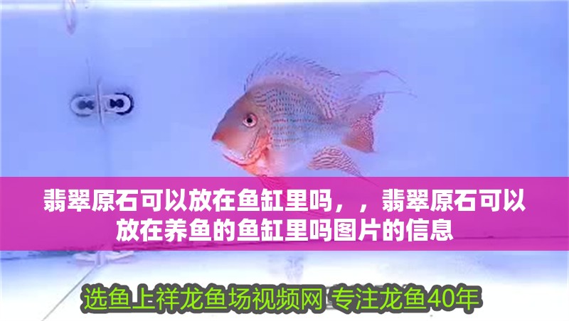 翡翠原石可以放在魚缸里嗎，，翡翠原石可以放在養魚的魚缸里嗎圖片的信息