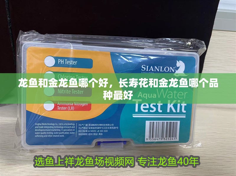 龍魚和金龍魚哪個好，長壽花和金龍魚哪個品種最好