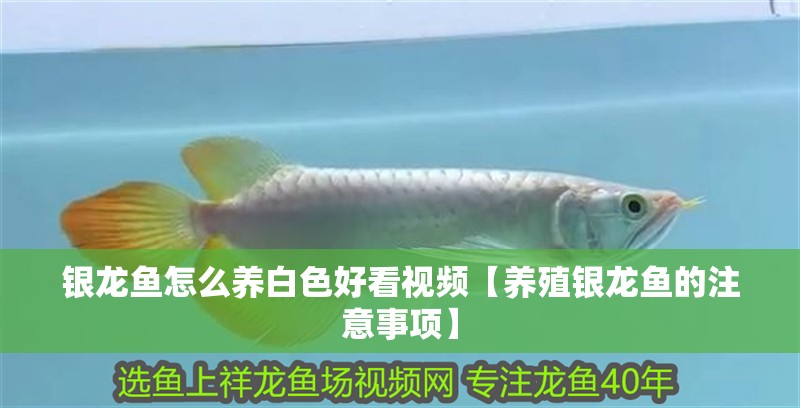 銀龍魚怎么養白色好看視頻【養殖銀龍魚的注意事項】