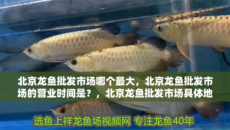 北京龍魚批發市場哪個最大，北京龍魚批發市場的營業時間是？，北京龍魚批發市場具體地址為北京市朝陽區北四環東路16號