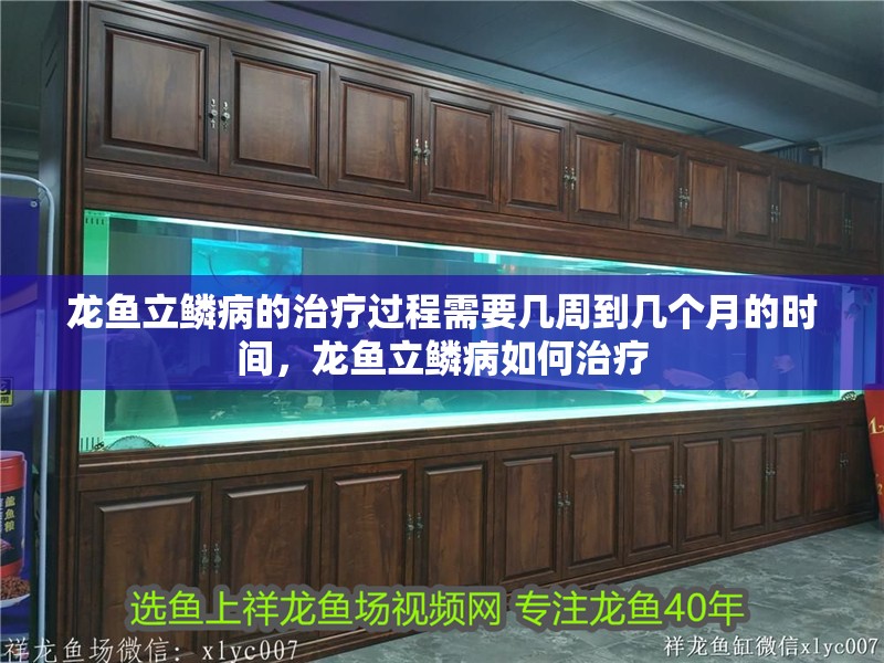 龍魚立鱗病的治療過程需要幾周到幾個(gè)月的時(shí)間，龍魚立鱗病如何治療