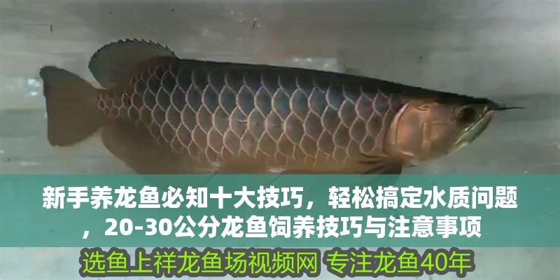新手養(yǎng)龍魚必知十大技巧，輕松搞定水質(zhì)問題，20-30公分龍魚飼養(yǎng)技巧與注意事項(xiàng)