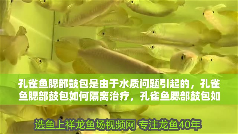 孔雀魚腮部鼓包是由于水質(zhì)問(wèn)題引起的，孔雀魚腮部鼓包如何隔離治療，孔雀魚腮部鼓包如何隔離治療 孔雀魚腮部鼓包是由于水質(zhì)問(wèn)題引起的，孔雀魚腮部鼓包如何隔離治療，孔雀魚腮部鼓包如何隔離治療 龍魚百科 第1張