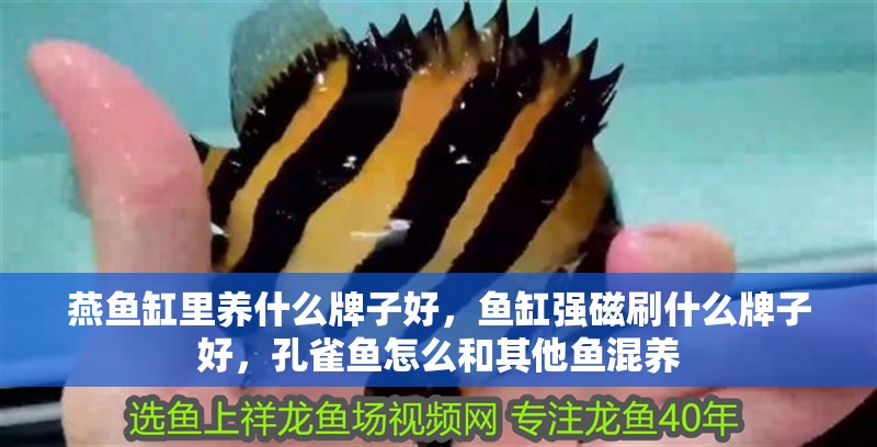 燕魚缸里養什么牌子好，魚缸強磁刷什么牌子好，孔雀魚怎么和其他魚混養