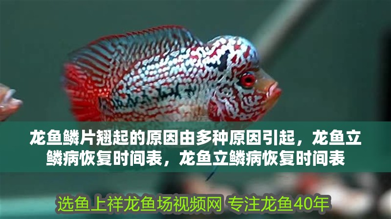 龍魚鱗片翹起的原因由多種原因引起，龍魚立鱗病恢復時間表，龍魚立鱗病恢復時間表