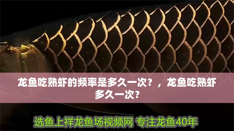 龍魚吃熟蝦的頻率是多久一次？，龍魚吃熟蝦多久一次？