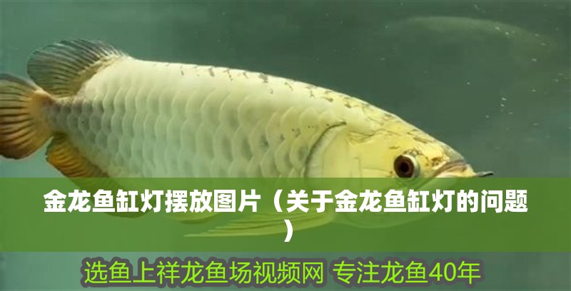 金龍魚缸燈擺放圖片（關于金龍魚缸燈的問題）