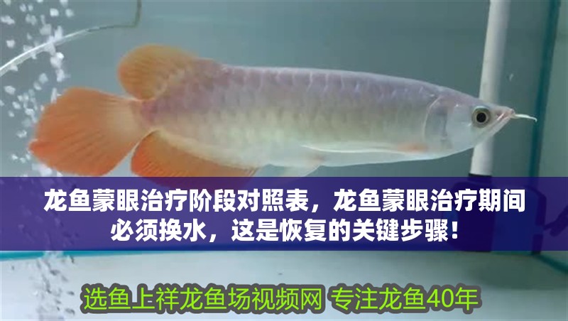 龍魚蒙眼治療階段對照表，龍魚蒙眼治療期間必須換水，這是恢復的關鍵步驟！