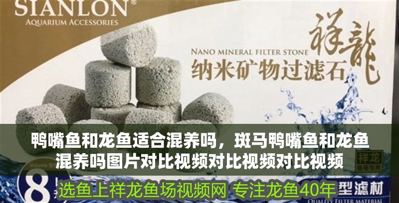鴨嘴魚和龍魚適合混養嗎，斑馬鴨嘴魚和龍魚混養嗎圖片對比視頻對比視頻對比視頻