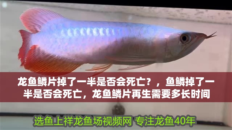 龍魚(yú)鱗片掉了一半是否會(huì)死亡？，魚(yú)鱗掉了一半是否會(huì)死亡，龍魚(yú)鱗片再生需要多長(zhǎng)時(shí)間