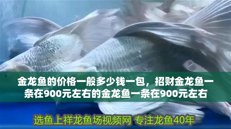 金龍魚的價(jià)格一般多少錢一包，招財(cái)金龍魚一條在900元左右的金龍魚一條在900元左右