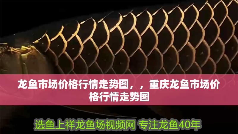 龍魚市場價格行情走勢圖，，重慶龍魚市場價格行情走勢圖