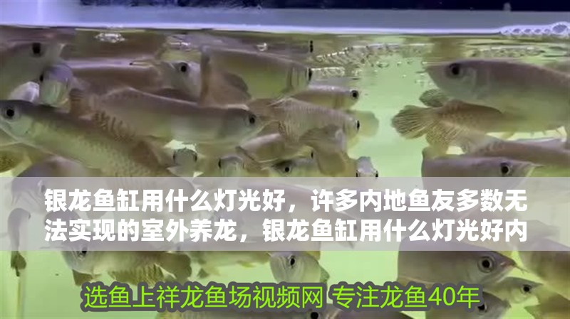 銀龍魚缸用什么燈光好，許多內地魚友多數無法實現的室外養龍，銀龍魚缸用什么燈光好內地魚友多數無法實現的室外養龍