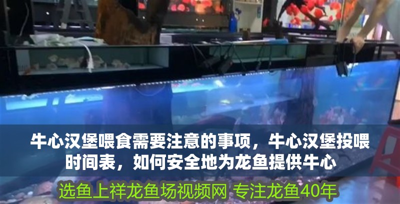 牛心漢堡喂食需要注意的事項，牛心漢堡投喂時間表，如何安全地為龍魚提供牛心