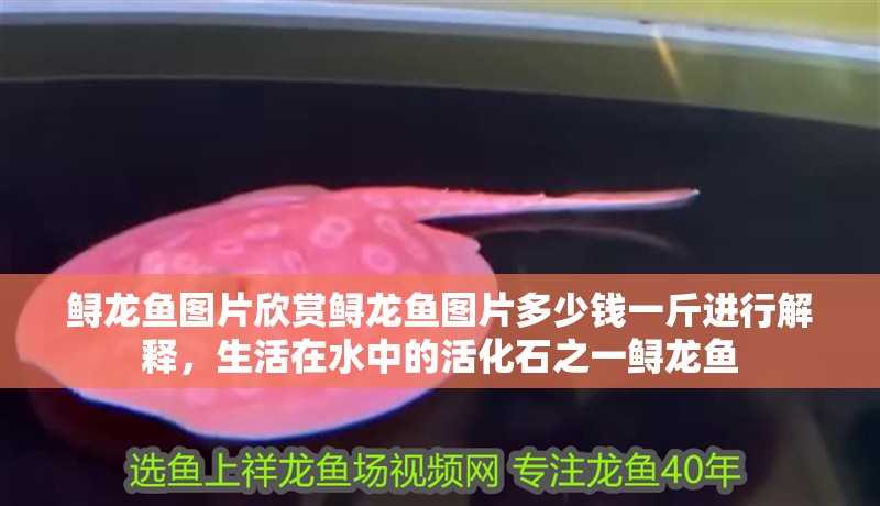 鱘龍魚圖片欣賞鱘龍魚圖片多少錢一斤進行解釋，生活在水中的活化石之一鱘龍魚