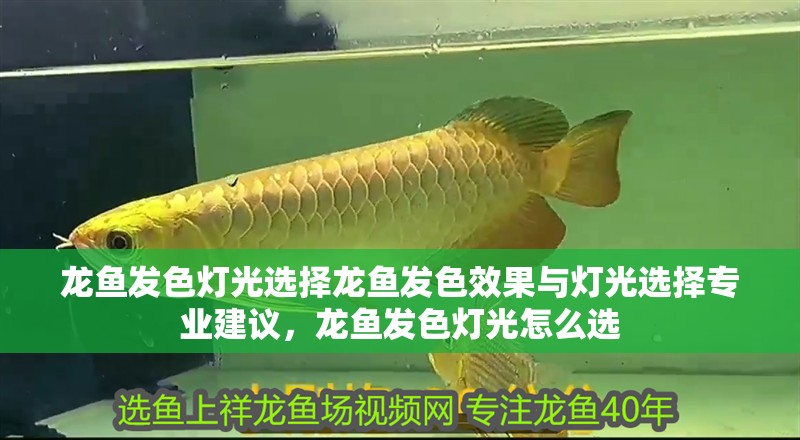 龍魚發(fā)色燈光選擇龍魚發(fā)色效果與燈光選擇專業(yè)建議，龍魚發(fā)色燈光怎么選