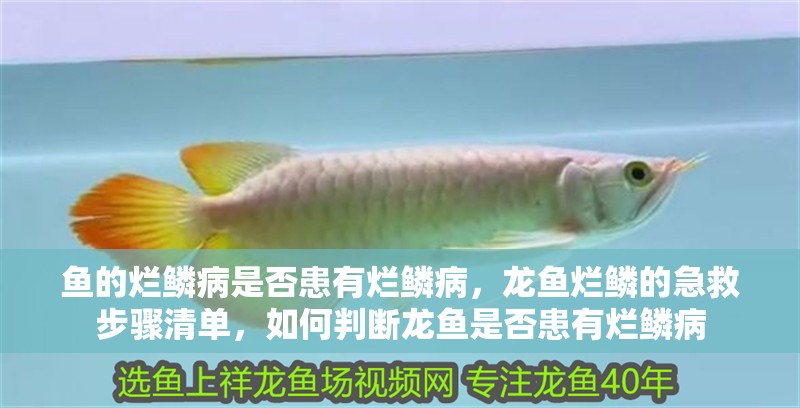 魚的爛鱗病是否患有爛鱗病，龍魚爛鱗的急救步驟清單，如何判斷龍魚是否患有爛鱗病