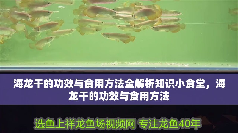 海龍干的功效與食用方法全解析知識小食堂，海龍干的功效與食用方法