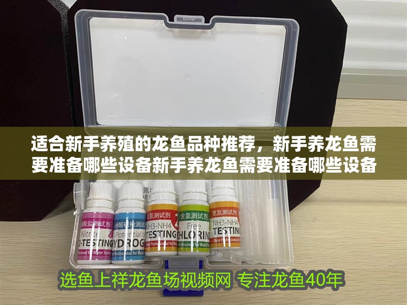 適合新手養殖的龍魚品種推薦，新手養龍魚需要準備哪些設備新手養龍魚需要準備哪些設備