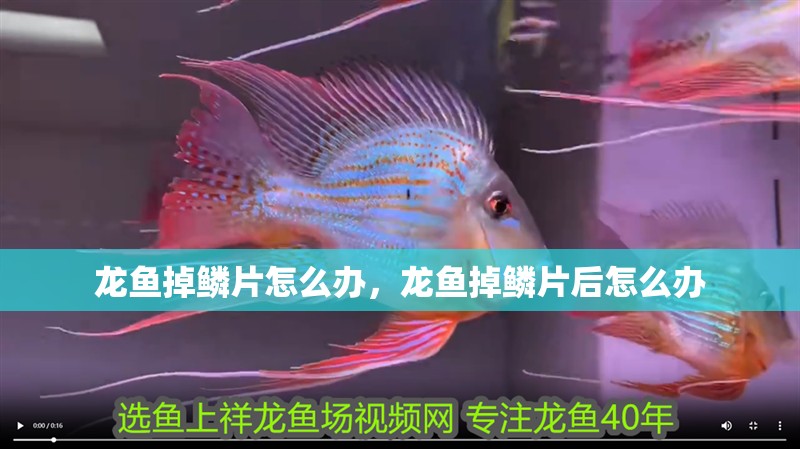 龍魚掉鱗片怎么辦，龍魚掉鱗片后怎么辦