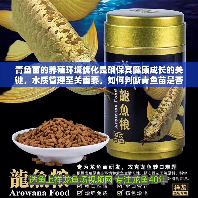 青魚苗的養殖環境優化是確保其健康成長的關鍵，水質管理至關重要，如何判斷青魚苗是否健康