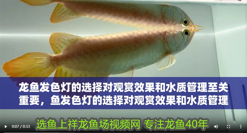 龍魚發(fā)色燈的選擇對觀賞效果和水質(zhì)管理至關(guān)重要，魚發(fā)色燈的選擇對觀賞效果和水質(zhì)管理至關(guān)重要