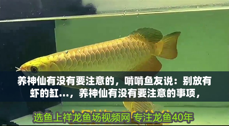 養(yǎng)神仙有沒有要注意的，啃啃魚友說：別放有蝦的缸…，養(yǎng)神仙有沒有要注意的事項(xiàng)， 養(yǎng)神仙有沒有要注意的，啃啃魚友說：別放有蝦的缸…，養(yǎng)神仙有沒有要注意的事項(xiàng)， 觀賞魚百科