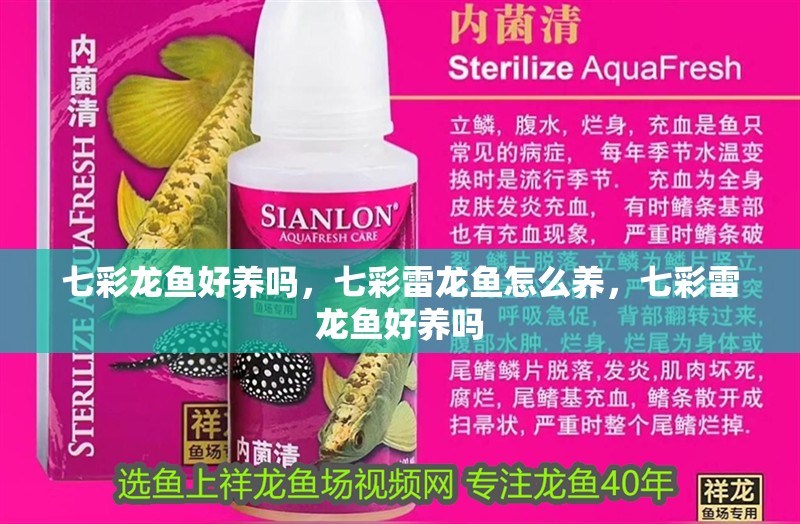 七彩龍魚好養(yǎng)嗎，七彩雷龍魚怎么養(yǎng)，七彩雷龍魚好養(yǎng)嗎